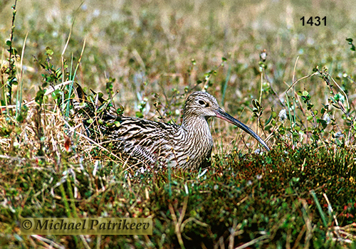 Eurasian Curlew (Numenius arquata)